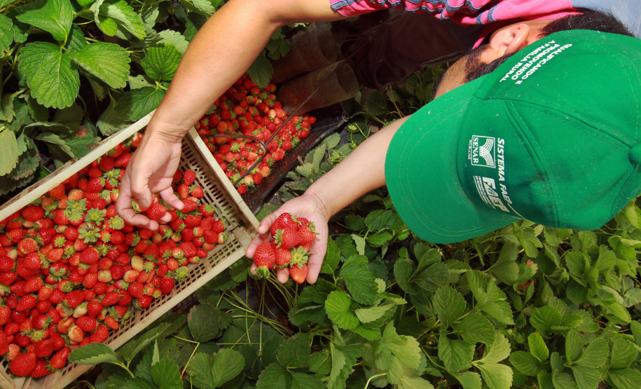 Produção de morangos. Foto: Gilson Abreu/AEN