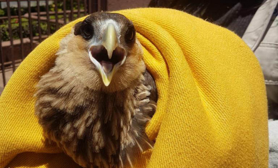 O Instituto Água e Terra (IAT), órgão vinculado à Secretaria de Estado do Desenvolvimento Sustentável e do Turismo (SEDEST), realizará o treinamento de voluntários interessados a participarem do Programa de Cuidados e Reabilitação Intensiva de Animais Silvestres (CRIA).  -  Curitiba, 16/09/2021  -  Foto: IAT