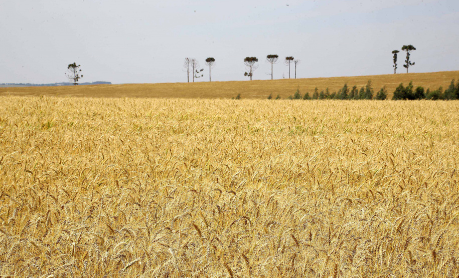 Universidade Estadual de Maringá promove 1ª Semana Internacional de Agronomia. Foto: Jaelson Lucas/Arquivo AEN