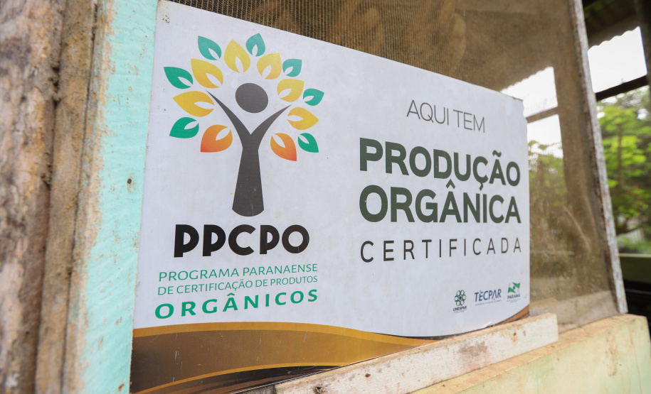 PARANA AGRO - Produçao de Palmito na cidade de Guaraquecaba no litoral do Estado. 13/09/21 - Foto: Geraldo Bubniak/AEN