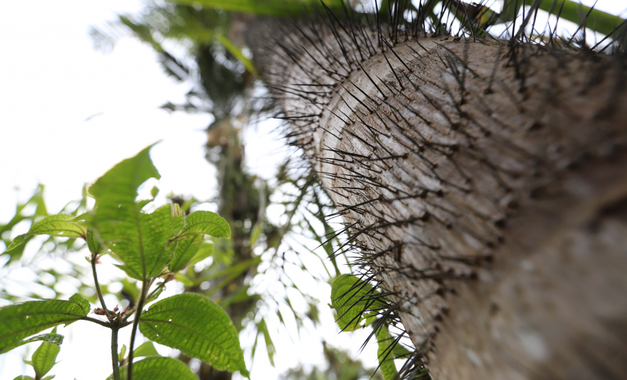 PARANA AGRO - Produçao de Palmito na cidade de Guaraquecaba no litoral do Estado. Especie de Palmito com espinhos 13/09/21 - Foto: Geraldo Bubniak/AEN