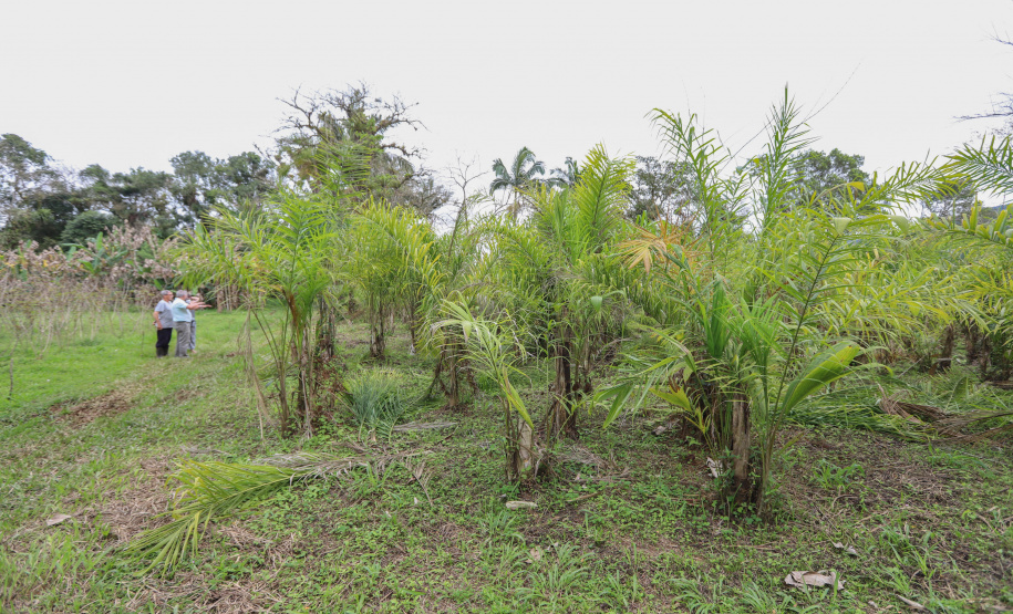 PARANA AGRO - Produçao de Palmito na cidade de Guaraquecaba no litoral do Estado. 13/09/21 - Foto: Geraldo Bubniak/AEN
