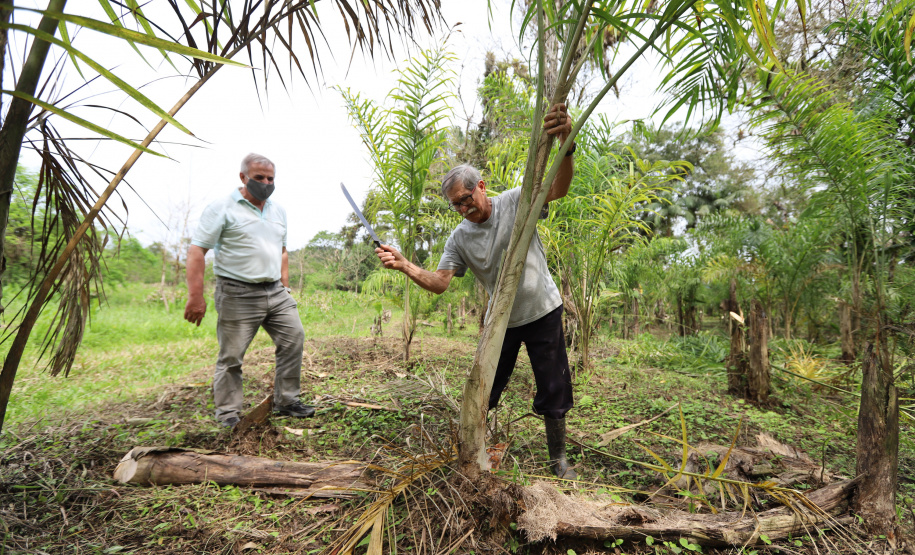 PARANA AGRO - Produçao de Palmito na cidade de Guaraquecaba no litoral do Estado. Na foto, o agricultor Francelino Guilherme Cogrossi  e o Sebastião Bellettini, gerente regional da Emater em Paranaguá. 13/09/21 - Foto: Geraldo Bubniak/AEN