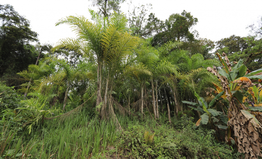 PARANA AGRO - Produçao de Palmito na cidade de Guaraquecaba no litoral do Estado. 13/09/21 - Foto: Geraldo Bubniak/AEN