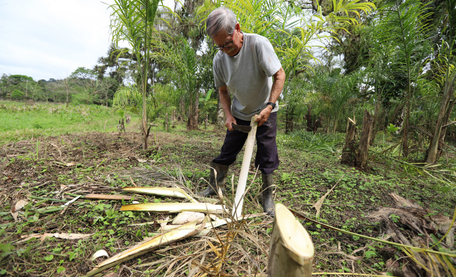 PARANA AGRO - Produçao de Palmito na cidade de Guaraquecaba no litoral do Estado. Na foto, o agricultor Francelino Guilherme Cogrossi - 13/09/21 - Foto: Geraldo Bubniak/AEN