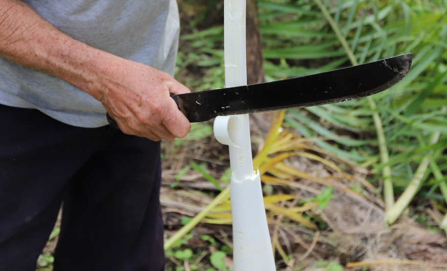 PARANA AGRO - Produçao de Palmito na cidade de Guaraquecaba no litoral do Estado. 13/09/21 - Foto: Geraldo Bubniak/AEN