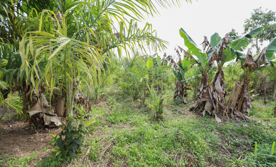 PARANA AGRO - Produçao de Palmito na cidade de Guaraquecaba no litoral do Estado. 13/09/21 - Foto: Geraldo Bubniak/AEN