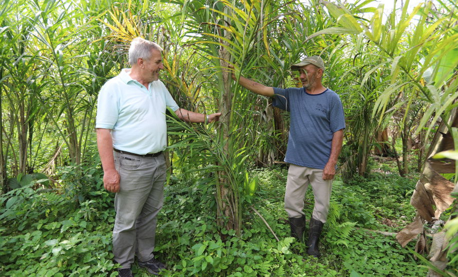 PARANA AGRO - Produçao de Palmito na cidade de Guaraquecaba no litoral do Estado. Na foto o agricultor Antonio (Toninho) Rosa e  Sebastião Bellettini, gerente regional da Emater em Paranaguá. 13/09/21 - Foto: Geraldo Bubniak/AEN