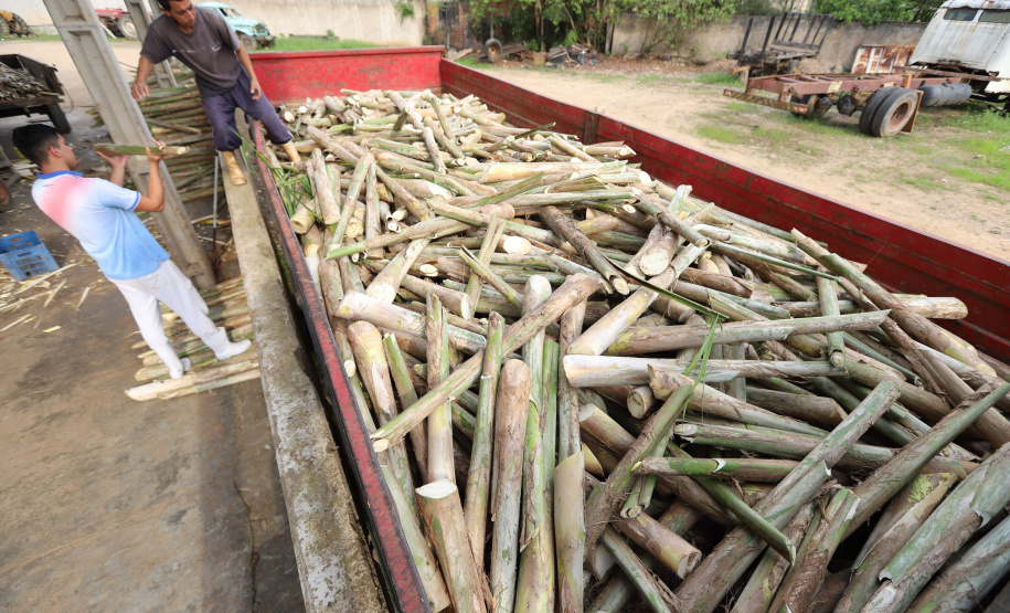 PARANA AGRO - Produçao de Palmito na cidade de Guaraquecaba no litoral do Estado. Empresa Marbell que realiza o envasamento do Palmito Pupunha  13/09/21 - Foto: Geraldo Bubniak/AEN