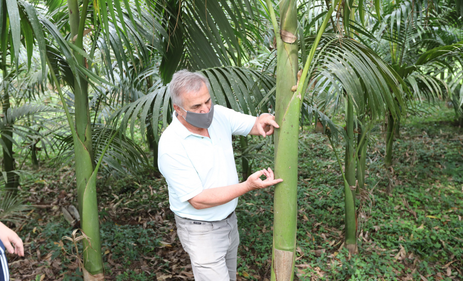 PARANA AGRO - Produçao de Palmito na cidade de Guaraquecaba no litoral do Estado. Na foto, Sebastião Bellettini, gerente regional da Emater em Paranaguá.  13/09/21 - Foto: Geraldo Bubniak/AEN