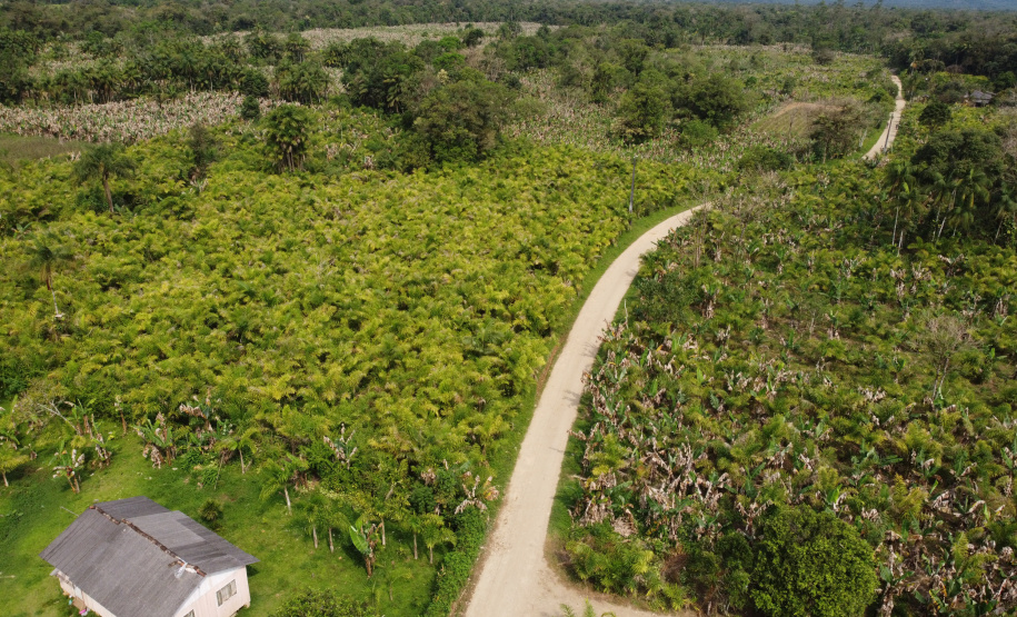 PARANA AGRO - Produçao de Palmito na comunidade de Tagaçaba , cidade de Guaraquecaba no litoral do Estado. 13/09/21 - Foto: Geraldo Bubniak/AEN