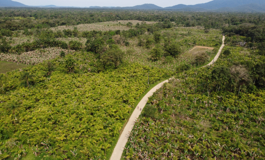 PARANA AGRO - Produçao de Palmito na comunidade de Tagaçaba , cidade de Guaraquecaba no litoral do Estado. 13/09/21 - Foto: Geraldo Bubniak/AEN