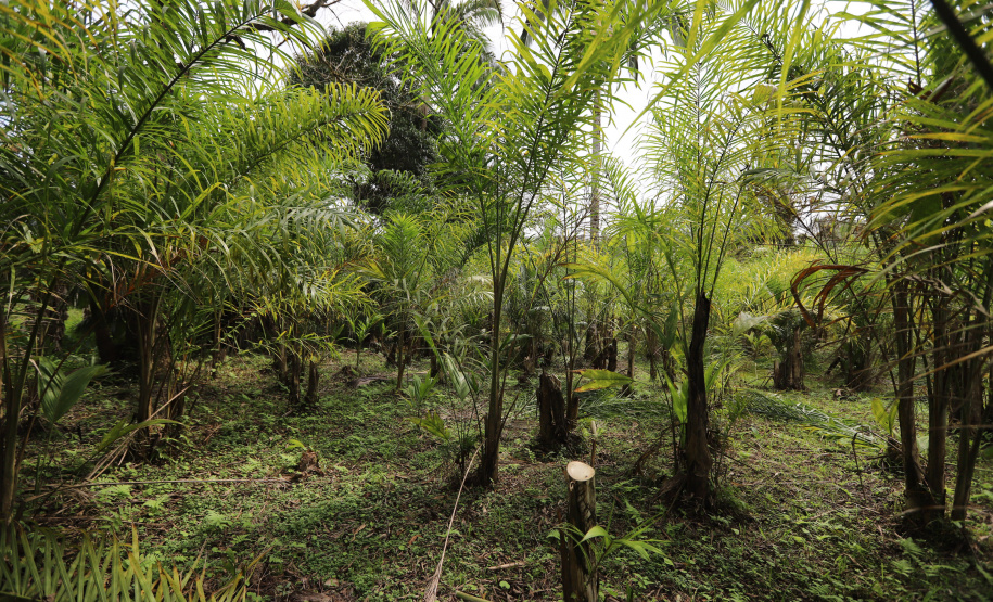 PARANA AGRO - Produçao de Palmito na cidade de Guaraquecaba no litoral do Estado. 13/09/21 - Foto: Geraldo Bubniak/AEN