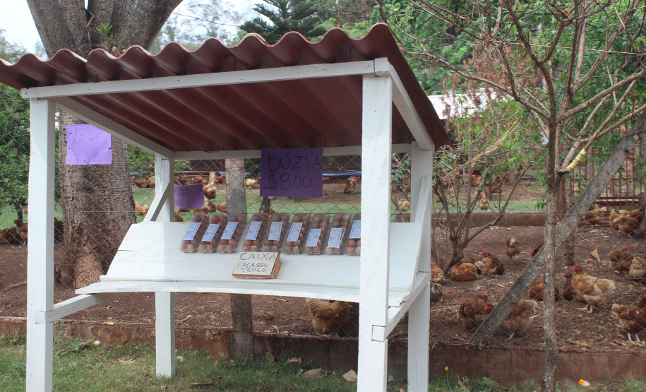 O trabalho de um consórcio intermunicipal e o apoio do governo estadual estão ajudando a fortalecer a agricultura familiar na região do Vale do Ivaí, no Norte do Paraná