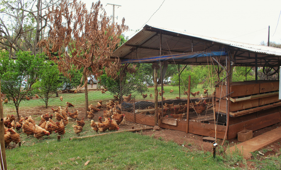 O trabalho de um consórcio intermunicipal e o apoio do governo estadual estão ajudando a fortalecer a agricultura familiar na região do Vale do Ivaí, no Norte do Paraná