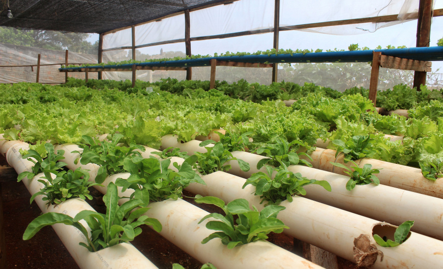 O trabalho de um consórcio intermunicipal e o apoio do governo estadual estão ajudando a fortalecer a agricultura familiar na região do Vale do Ivaí, no Norte do Paraná