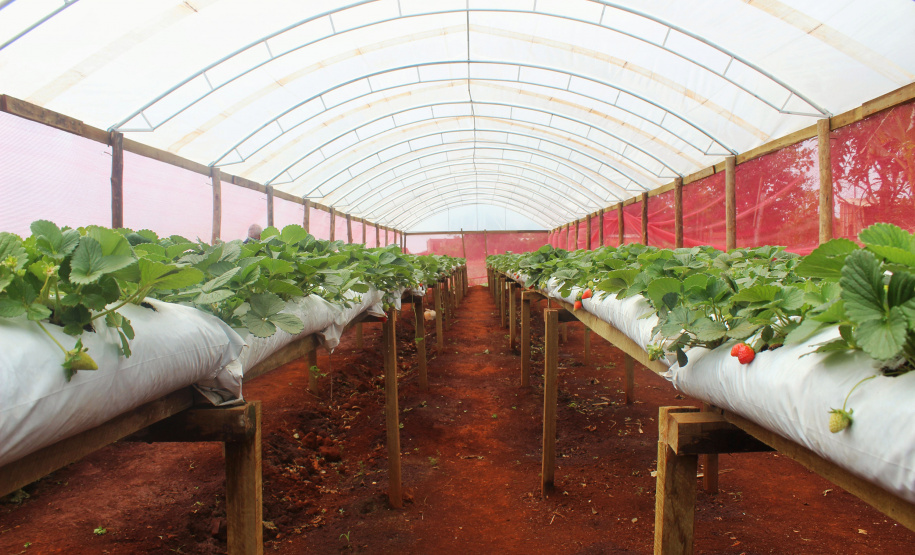 O trabalho de um consórcio intermunicipal e o apoio do governo estadual estão ajudando a fortalecer a agricultura familiar na região do Vale do Ivaí, no Norte do Paraná
