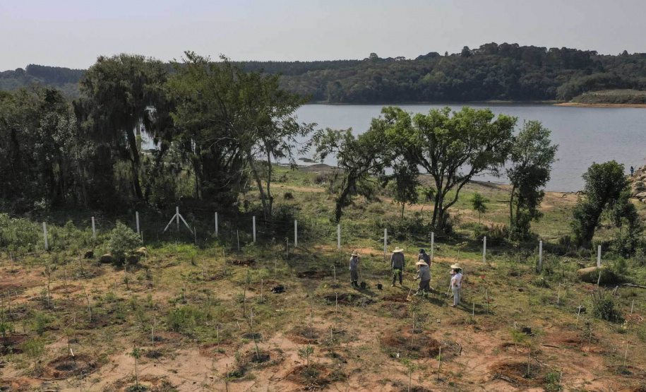 Sanepar comemora o dia da árvore com plantio de árvores para recuperação ambiental das barragens  -  Foto: Sanepar