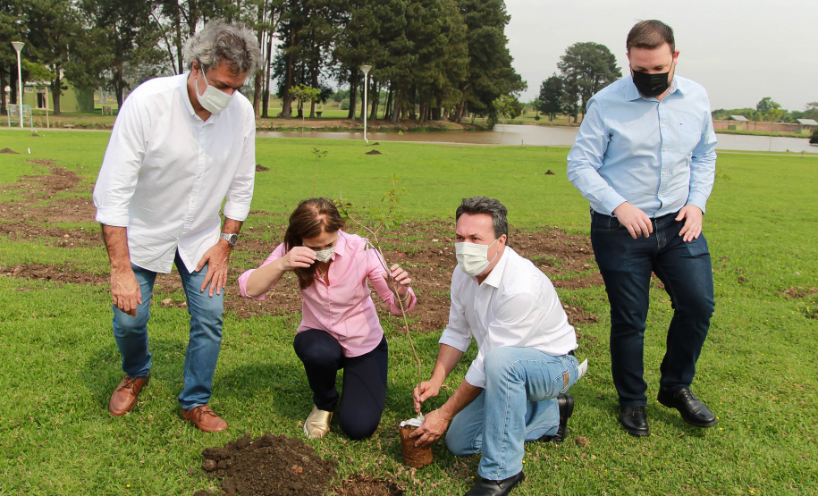 Nesta terça-feira (21), o Dia da Árvore foi comemorado em diversos municípios do Paraná com a distribuição e plantio de mais de 400 mil mudas de espécies nativas. As mudas foram distribuídas pelo Instituto Água e Terra (IAT) que possui 19 viveiros florestais e dois laboratórios de sementes de árvores nativas. Foto: Alessandro Vieira/SEDEST