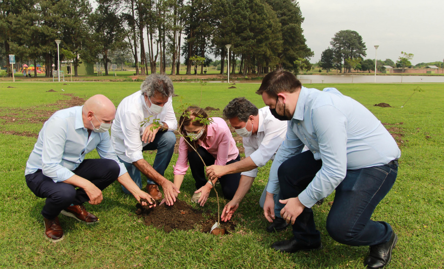 Nesta terça-feira (21), o Dia da Árvore foi comemorado em diversos municípios do Paraná com a distribuição e plantio de mais de 400 mil mudas de espécies nativas. As mudas foram distribuídas pelo Instituto Água e Terra (IAT) que possui 19 viveiros florestais e dois laboratórios de sementes de árvores nativas. Foto: Alessandro Vieira/SEDEST