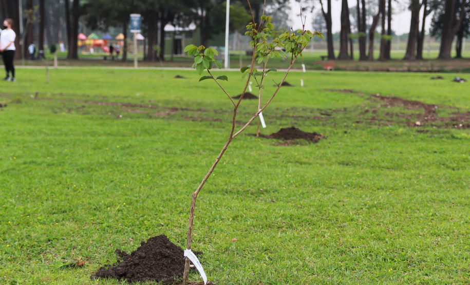Nesta terça-feira (21), o Dia da Árvore foi comemorado em diversos municípios do Paraná com a distribuição e plantio de mais de 400 mil mudas de espécies nativas. As mudas foram distribuídas pelo Instituto Água e Terra (IAT) que possui 19 viveiros florestais e dois laboratórios de sementes de árvores nativas. Foto: Alessandro Vieira/SEDEST