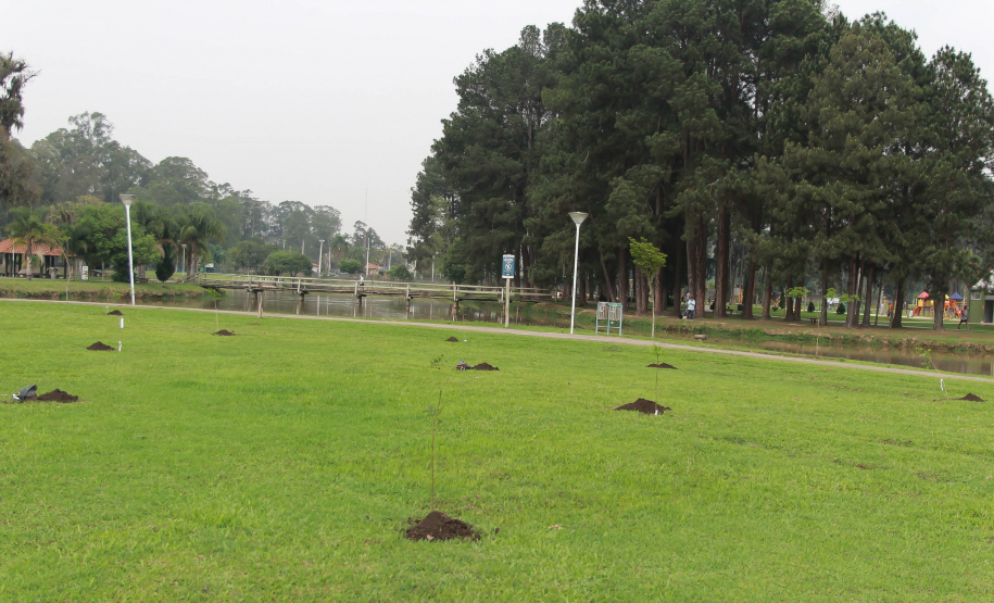 Nesta terça-feira (21), o Dia da Árvore foi comemorado em diversos municípios do Paraná com a distribuição e plantio de mais de 400 mil mudas de espécies nativas. As mudas foram distribuídas pelo Instituto Água e Terra (IAT) que possui 19 viveiros florestais e dois laboratórios de sementes de árvores nativas. Foto: Alessandro Vieira/SEDEST