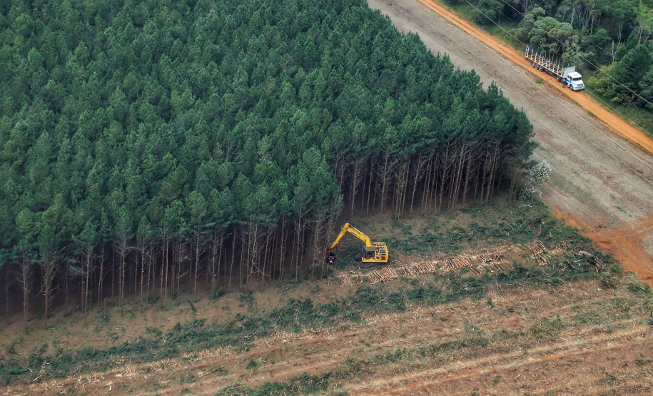 Agroflorestas - Foto: José Fernando Ogura/AEN