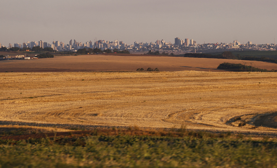 Cascavel. Foto: Jonathan Campos/AEN