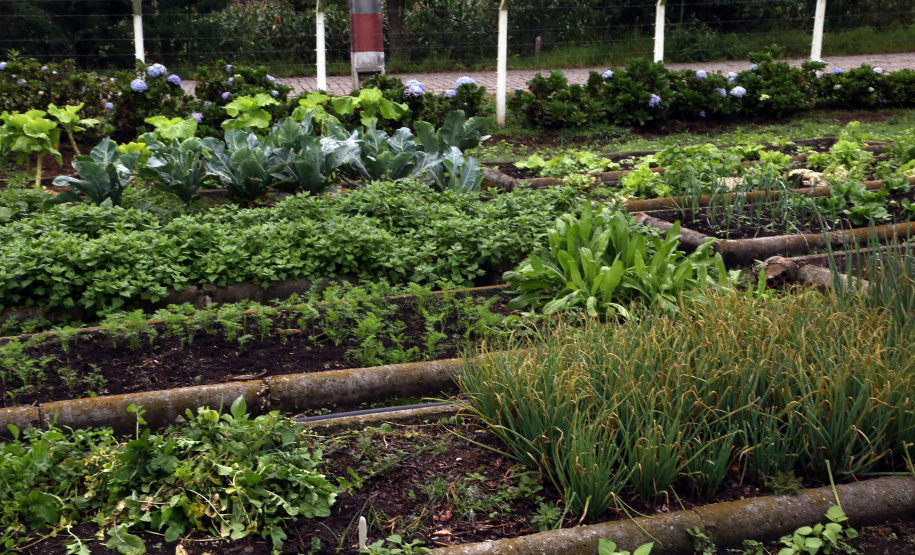 Rota do Vinho - Colônia Murici. Plantação de alface.Gilson Abreu/AEN