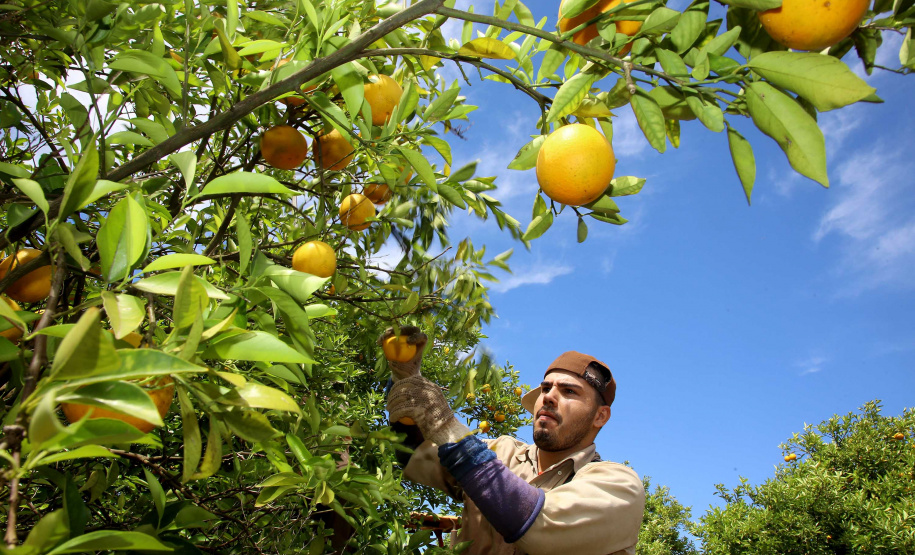 Plantação de laranjas. Nova América da Colina,09/10/2019 Foto:Jaelson Lucas / AEN