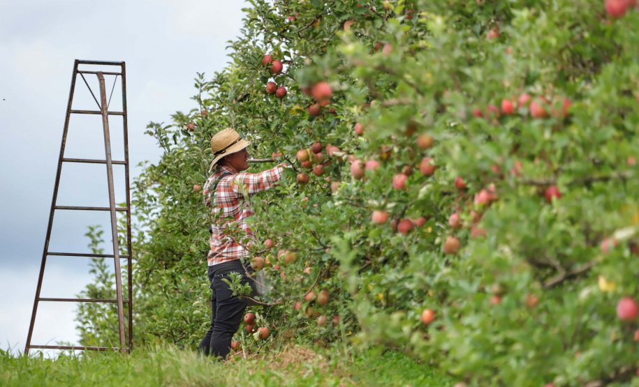 Produção de maçã. Paula Freitas. Foto: José Fernando Ogura/AEN