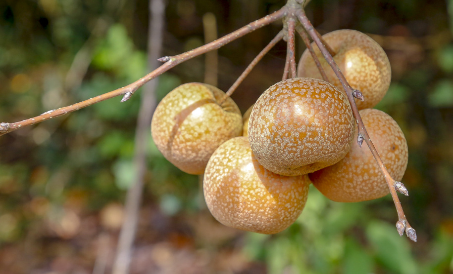 Plantação de pera - 04/2021Antonio Olinto-PrGilson Abreu/AEN