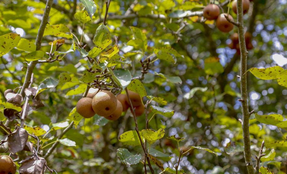 Plantação de pera - 04/2021Antonio Olinto-PrGilson Abreu/AEN