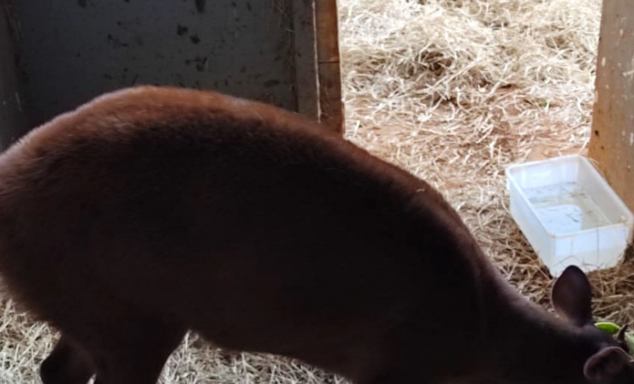 No Dia Mundial da Fauna e Dia da Defesa da Fauna, nesta quarta-feira (22), a Secretaria do Desenvolvimento Sustentável e do Turismo (Sedest) reforçou o serviço prestado no Estado de atendimento aos animais silvestres.  -  Curitiba, 23/09/2021  -  Foto: Alessandro Vieira/AEN