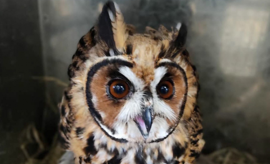 No Dia Mundial da Fauna e Dia da Defesa da Fauna, nesta quarta-feira (22), a Secretaria do Desenvolvimento Sustentável e do Turismo (Sedest) reforçou o serviço prestado no Estado de atendimento aos animais silvestres.  -  Curitiba, 23/09/2021  -  Foto: Alessandro Vieira/AEN