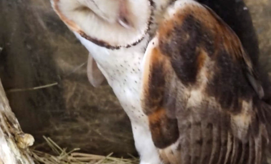 No Dia Mundial da Fauna e Dia da Defesa da Fauna, nesta quarta-feira (22), a Secretaria do Desenvolvimento Sustentável e do Turismo (Sedest) reforçou o serviço prestado no Estado de atendimento aos animais silvestres.  -  Curitiba, 23/09/2021  -  Foto: Alessandro Vieira/AEN