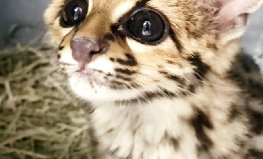 No Dia Mundial da Fauna e Dia da Defesa da Fauna, nesta quarta-feira (22), a Secretaria do Desenvolvimento Sustentável e do Turismo (Sedest) reforçou o serviço prestado no Estado de atendimento aos animais silvestres.  -  Curitiba, 23/09/2021  -  Foto: Alessandro Vieira/AEN