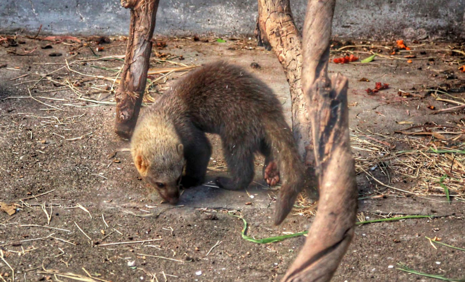 No Dia Mundial da Fauna e Dia da Defesa da Fauna, nesta quarta-feira (22), a Secretaria do Desenvolvimento Sustentável e do Turismo (Sedest) reforçou o serviço prestado no Estado de atendimento aos animais silvestres.  -  Curitiba, 23/09/2021  -  Foto: Alessandro Vieira/AEN