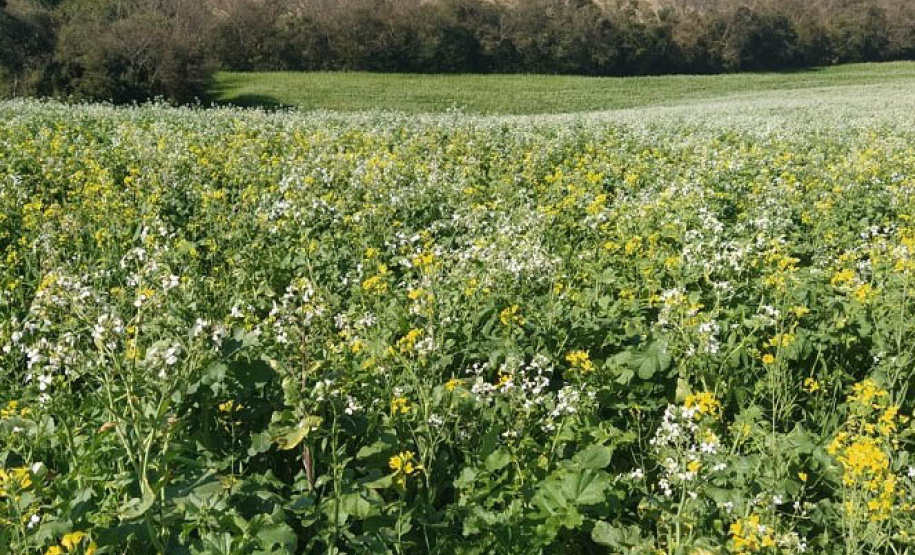 Culturas de inverno aumentam a produção de mel e preservam o solo -  Curitiba, 23/09/2021  -  Foto: IDR-PARANÁ