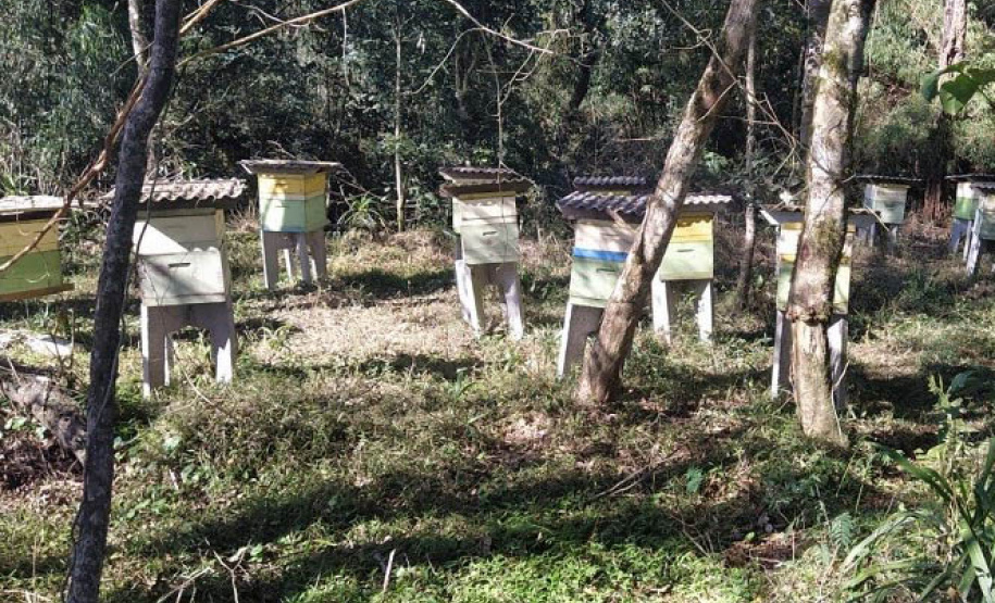 Culturas de inverno aumentam a produção de mel e preservam o solo -  Curitiba, 23/09/2021  -  Foto: IDR-PARANÁ