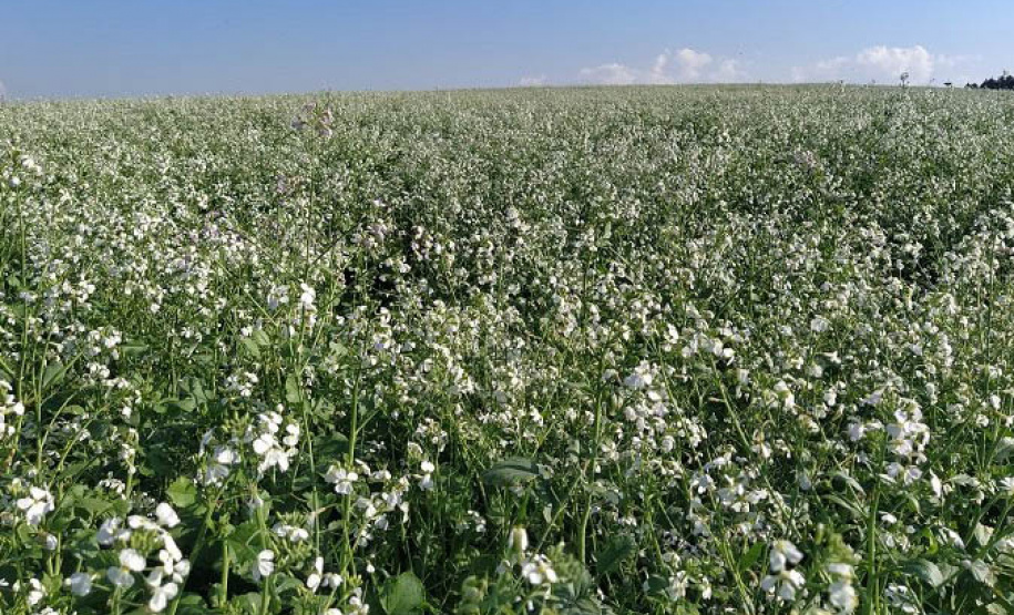 Culturas de inverno aumentam a produção de mel e preservam o solo -  Curitiba, 23/09/2021  -  Foto: IDR-PARANÁ