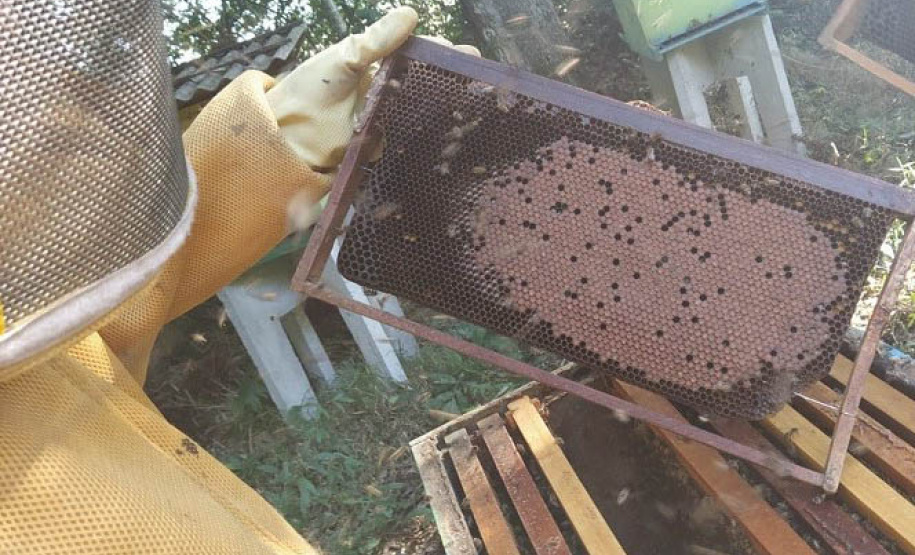 Culturas de inverno aumentam a produção de mel e preservam o solo -  Curitiba, 23/09/2021  -  Foto: IDR-PARANÁ