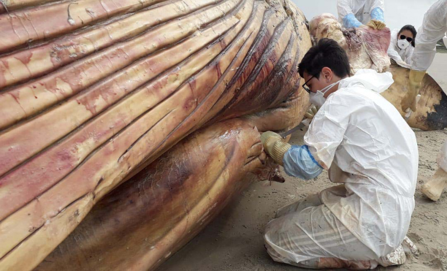 IAT orienta sobre cuidados com baleia morta encontrada na Ilha do Mel. Foto:LEC/UFPR