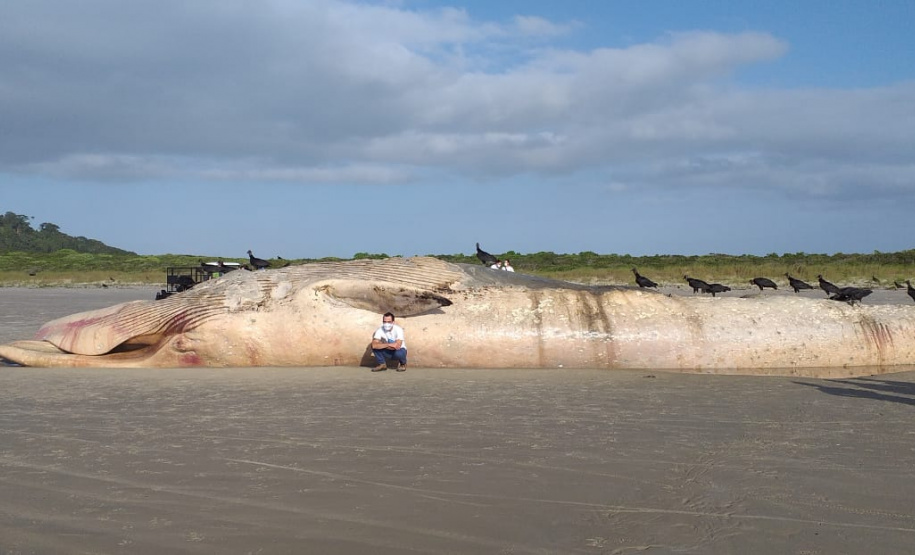 IAT orienta sobre cuidados com baleia morta encontrada na Ilha do Mel. Foto:LEC/UFPR