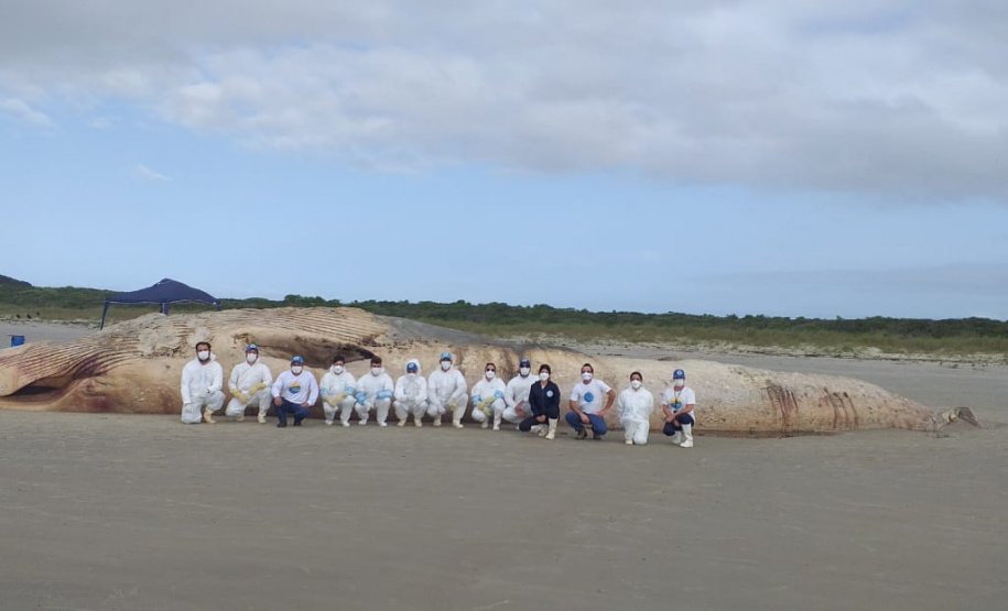 IAT orienta sobre cuidados com baleia morta encontrada na Ilha do Mel. Foto:LEC/UFPR