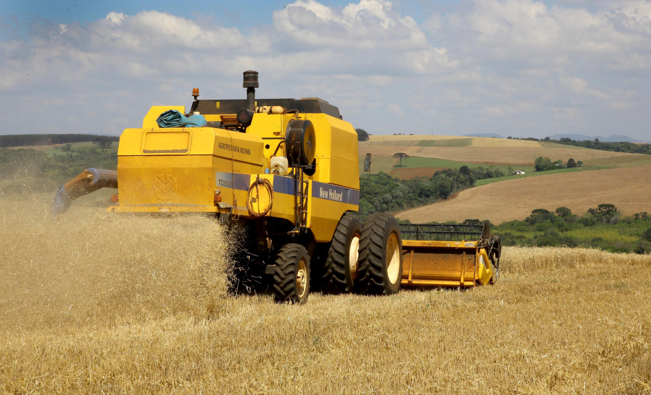 Colheita de trigo. Pitanga. Foto:Jaelson Lucas / AEN