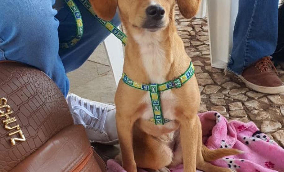 Programa CastraPet conclui cerca de 413 procedimentos nesta semana  -  Curitiba, 24/09/2021  -  Foto: SEDEST