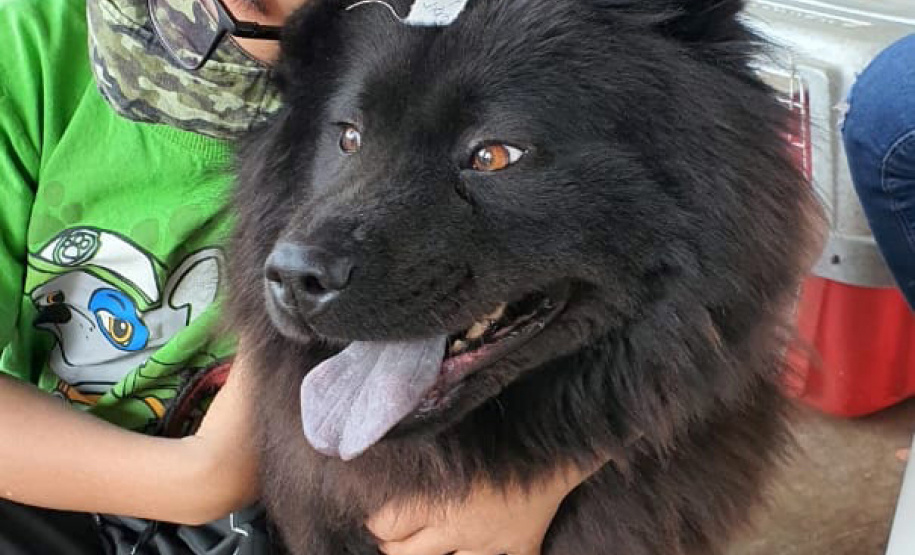 Programa CastraPet conclui cerca de 413 procedimentos nesta semana  -  Curitiba, 24/09/2021  -  Foto: SEDEST