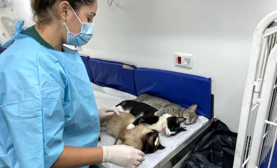 Programa CastraPet conclui cerca de 413 procedimentos nesta semana  -  Curitiba, 24/09/2021  -  Foto: SEDEST