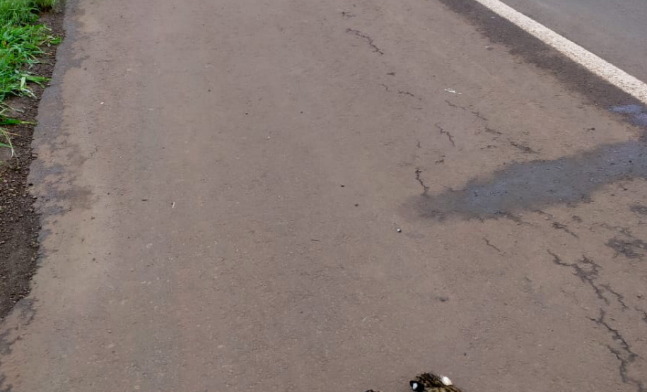 Sedest cria campanha em redes sociais para proteger a fauna silvestre  -  Curitiba, 24/09/2021  -  Foto: IAT